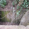 Plants: image 23 Of 208 Thumb